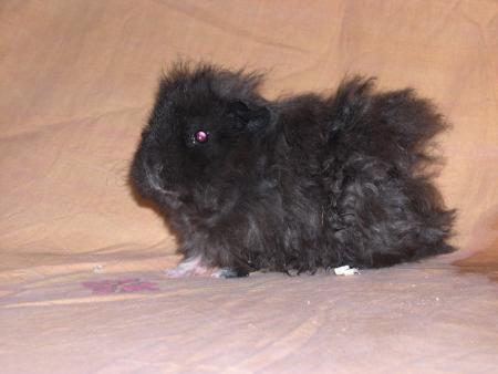 chooka