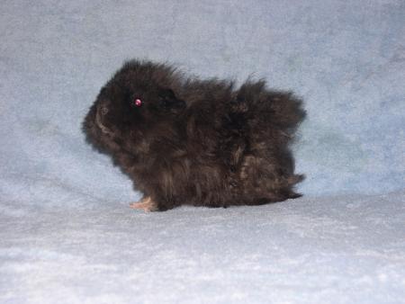chooka