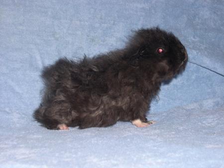 Chooka