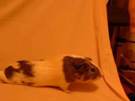 Portrait d'endive